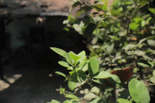 In the darkness of these bushes, a young girl was brutally murdered. Carrying the trauma of harassment and abuse, she took her last breath here in deep depression.