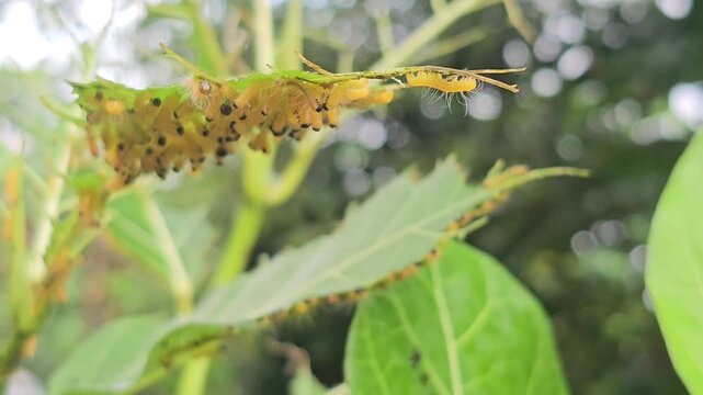 Macro footage captures a colony of vibrant yellow caterpillars with distinct black head capsules and fine white hairs feeding gregariously on a bright green leaf.