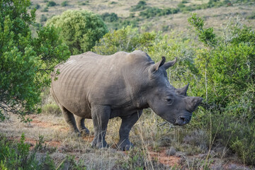 Fototapeta premium South Africa,Private Game Reserve,A rhinoceros standing in a natural savanna habitat surrounded by green shrubs and dry grass.