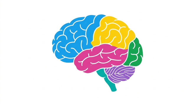 Anatomical human brain structure vector illustration, divided into colored lobes for educational labeling, isolated on white background, flat 2.0 design style.
