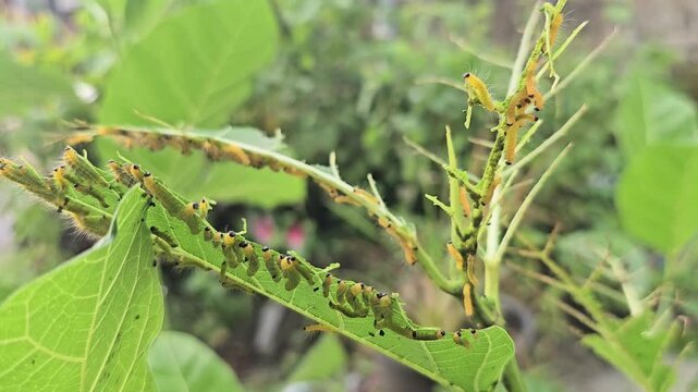 A macro view shows a dense cluster of small, yellow, fuzzy caterpillars with distinct black heads voraciously feeding on a green leaf. The swarm is congregated along the chewed edge of the leaf