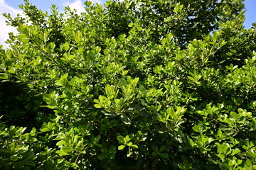 Fototapeta premium Lush Green Shrub