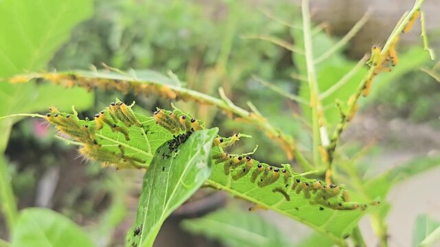 A macro view shows a dense cluster of small, yellow, fuzzy caterpillars with distinct black heads voraciously feeding on a green leaf. The swarm is congregated along the chewed edge of the leaf. 