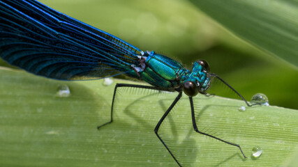 gros plan sur une libellule, macro photo format 16:9 © PL.TH