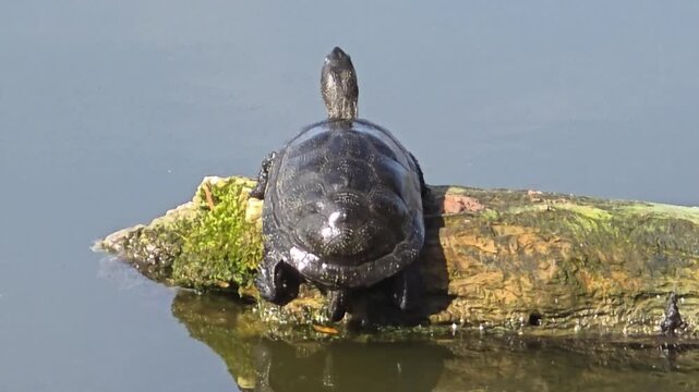 The turtle warms itself in the suns rays.