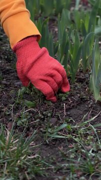 Hands in orange gloves pulling weeds from wet black soil, gardening work close-up