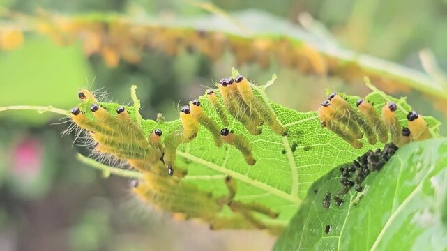 Macro footage captures a colony of vibrant yellow caterpillars with distinct black head capsules and fine white hairs feeding gregariously on a bright green leaf.