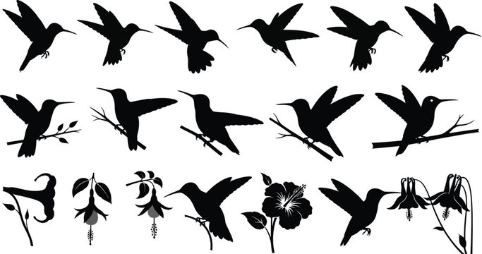 Set of hummingbird silhouettes in flight and perched, with floral elements, black and white, isolated on white, contrast background, different poses, small bird