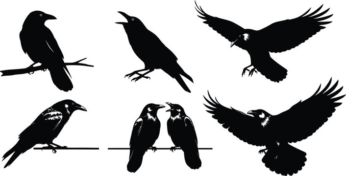 Collection of crow and raven silhouettes against a white background with spread wings with taking off with two birds