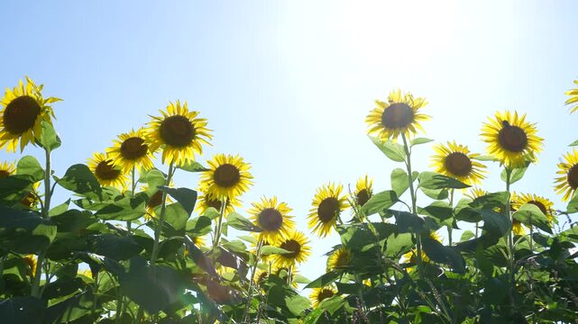 風に揺れるひまわり畑を逆光ローアングルで撮影した4Kスローモーション動画