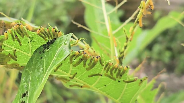 A macro view shows a dense cluster of small, yellow, fuzzy caterpillars with distinct black heads voraciously feeding on a green leaf. The swarm is congregated along the chewed edge of the leaf. 
