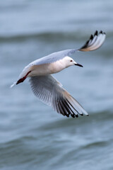 Fototapeta premium seagull seabird in flight fishing in the Comacchio valleys