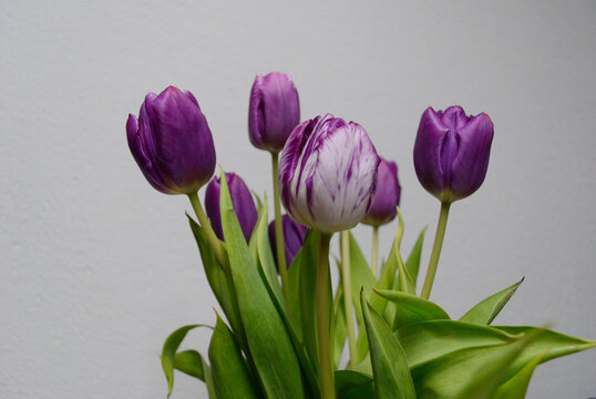 Tulipanes morados y blanco en fondo blanco.