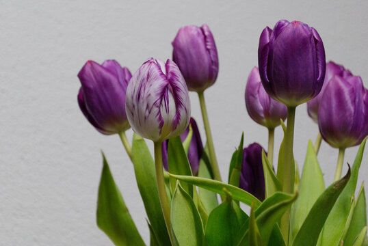 Ramo de tulipanes morados y blanco y morado