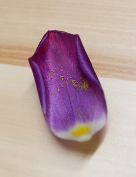 Hoja de tulipan con polen 