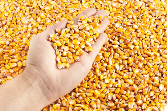 Hand holding corn kernels, maize grains close up, agriculture harvest and farming concept	