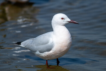 Fototapeta premium seagull seabird in flight fishing in the Comacchio valleys