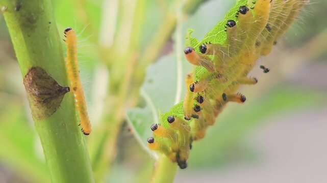 Macro footage captures a colony of vibrant yellow caterpillars with distinct black head capsules and fine white hairs feeding gregariously on a bright green leaf.