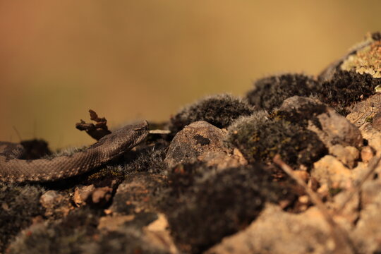 Cria de v&iacute;vora hocicuda (Vipera latastei) tomando el sol en su roca.
Con sus 15- 20cm la encontramos en su roca, disfrutando de los primeros rallos de sol de primavera tras sobrevivir al duro invierno