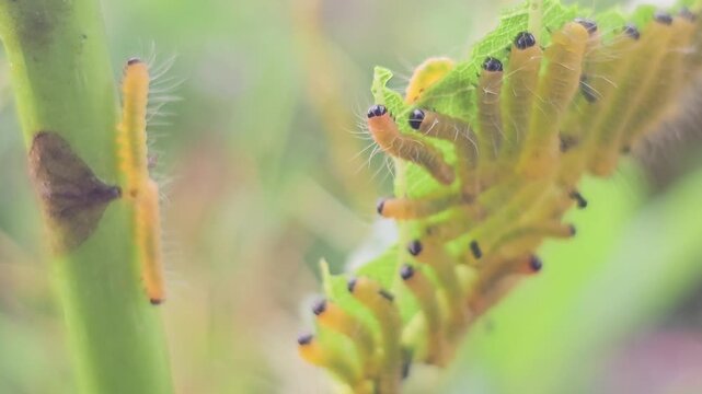 Macro footage captures a colony of vibrant yellow caterpillars with distinct black head capsules and fine white hairs feeding gregariously on a bright green leaf. 