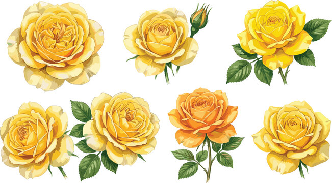 Yellow Rose Vector Set with Blooming Flowers, Fresh Petals, and Floral Icons for Wedding, Love, and Garden Designs