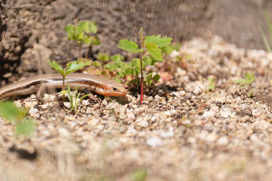 Small skink lizard near young plant growing on sandy ground in natural sunlight