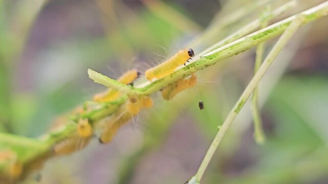 Macro footage captures a colony of vibrant yellow caterpillars with distinct black head capsules and fine white hairs feeding gregariously on a bright green leaf. 