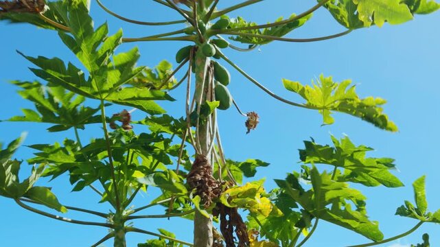 The papaya, papaw, or pawpaw is the plant species Carica papaya. family Caricaceae. USS Missouri (BB-63) - Battleship Museum
