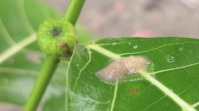 A macro close-up reveals a fascinating gelatinous slug caterpillar slowly crawling across the vivid green surface of a fig tree leaf. The larva's transparent, jelly-like body 