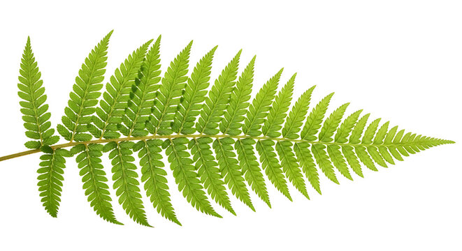 Green fern leaf frond isolated on white background with its intricate, feathery