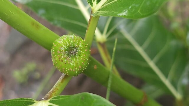 Detailed close-up view of a young, unripe green wild fig fruit, known as a syconium, growing directly on the stem of a Ficus plant. The textured surface of the fruit features distinct vertical ribs