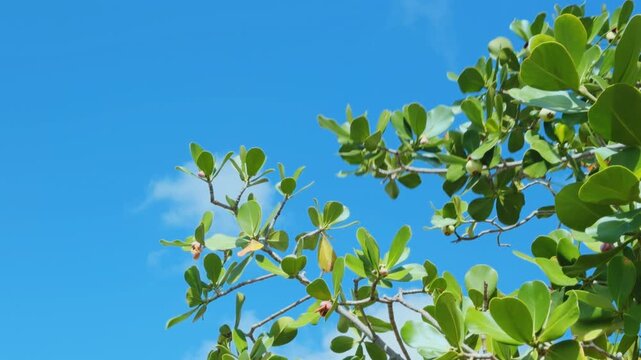 Clusia rosea, autograph tree, copey, cupey, balsam apple, pitch-apple, and Scotch attorney. family Clusiaceae. Koko Kai Beach Mini Park / China Walls. Honolulu, Ohau, Hawaii. 