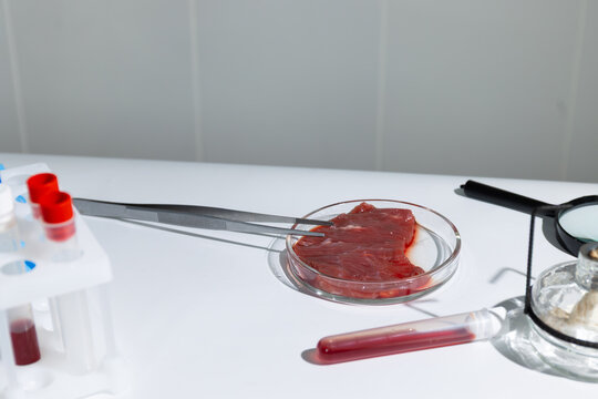 Lab grown meat sample in petri dish held by tweezers on white surface. In vitro cultivated tissue for sustainable food production. Biotechnology research in artificial protein development for hunger