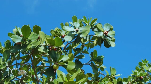 Clusia rosea, autograph tree, copey, cupey, balsam apple, pitch-apple, and Scotch attorney. family Clusiaceae. Koko Kai Beach Mini Park / China Walls. Honolulu, Ohau, Hawaii. 
