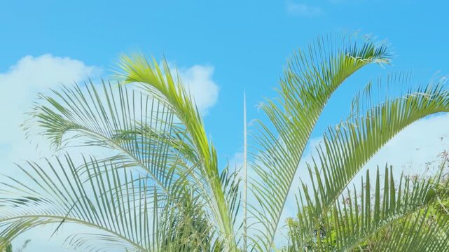 The Arecaceae  are a family of perennial, flowering plants in the monocot order Arecales. palm trees.  Koko Kai Beach Mini Park / China Walls.  City of Honolulu, Ohau, Hawaii. 