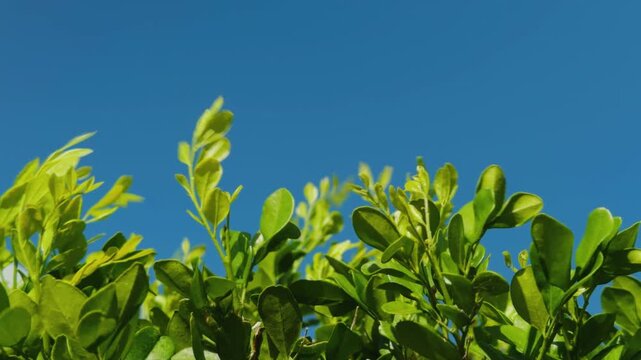 Murraya paniculata, orange jasmine, orange jessamine, china box, cosmetic barktree, or mock orange. Honolulu, Ohau, Hawaii. 