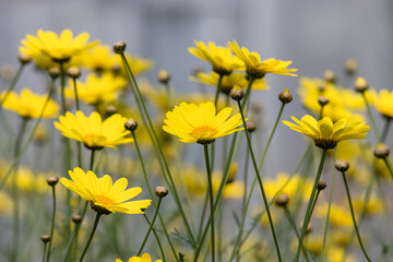 Obraz premium Lovely marguerite daisy (Argyranthemum frutescens), also called Canary marguerite, marguerite, Paris daisy and summer daisy. There are many varieties and colors, but the most common has white petals.