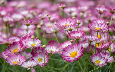 Obraz premium Lovely marguerite daisy (Argyranthemum frutescens), also called Canary marguerite, marguerite, Paris daisy and summer daisy. There are many varieties and colors, but the most common has white petals.