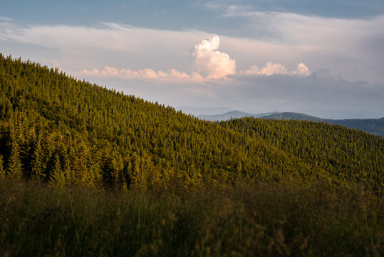 Carpathian mountains covered in dense pine forest under a dramatic sky