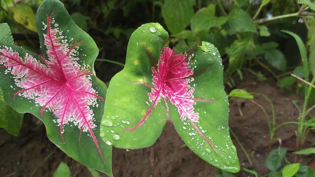 A close-up view of vibrant pink and green Caladium bicolor leaves, often known as Angel Wings or Heart of Jesus. The striking heart-shaped foliage is covered in large, glistening water droplets 