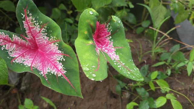 A close-up view of vibrant pink and green Caladium bicolor leaves, often known as Angel Wings or Heart of Jesus. The striking heart-shaped foliage is covered in large, glistening water droplets