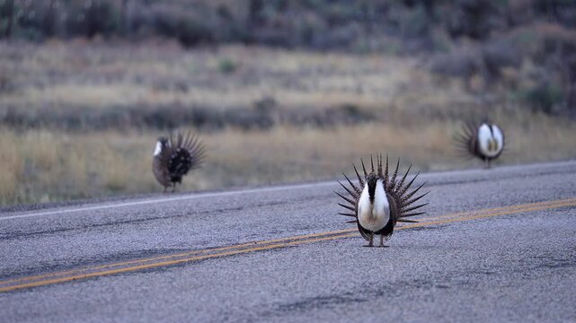 Greater Sage Grouse lek, as one struts in the middle of the road at dawn in Utah.