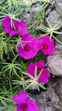 Two tiny bees compete to hover over a row of five fuchsia flower. Nature, 