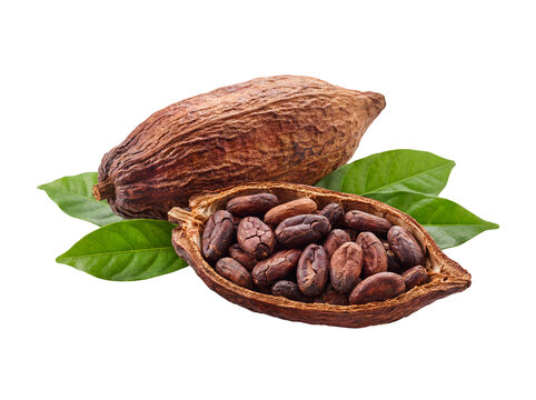 Cocoa Pod and Cocoa Beans Isolated on Transparent Background