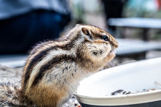 Cute Ezo chipmunk eating seeds with stuffed cheeks in a park in autumn.