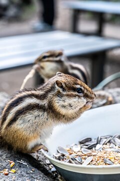 Adorable chipmunk stuffing its cheeks with seeds at Okhotsk Chipmunk Park.
