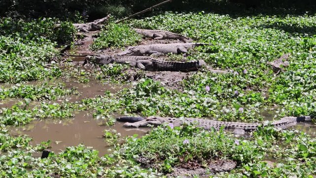 ​A vertical tilt shot reveals a group of crocodiles basking on a muddy bank among lush green water hyacinths in a tropical swamp during a bright day, showcasing their natural camouflage.