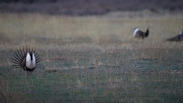 Greater Sage Grouse lek, at dawn as males strut in the grass in the Utah wilderness.