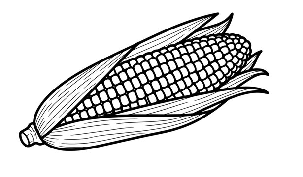 Title:
Corn cob line art vector illustration black and white maize outline isolated on white background for coloring and agriculture design