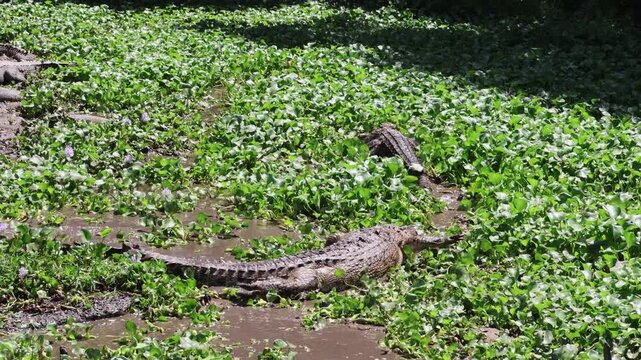 ​A vertical tilt shot reveals a group of crocodiles basking on a muddy bank among lush green water hyacinths in a tropical swamp during a bright day, showcasing their natural camouflage.